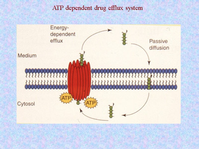 ATP dependent drug efflux system